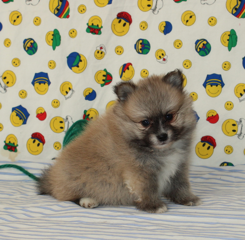 puppy, for, sale, Pomeranian, Matthew B. Stoltzfus, dog, breeder, Gap, PA, dog-breeder, puppy-for-sale, forsale, nearby, find, puppyfind, locator, puppylocator, aca